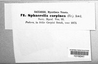 Apiosporopsis carpinea image